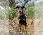 Small #2 Doberman Pinscher