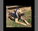 Small Photo #5 Mastiff-Unknown Mix Puppy For Sale in Stover, MO, USA