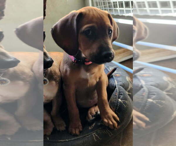 Medium Photo #5 Mutt Puppy For Sale in Candler, NC, USA