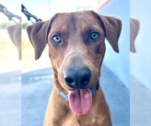 Doberman Pinscher-Unknown Mix Dogs for adoption in Lake Forest, CA, USA