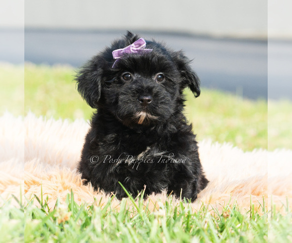 Medium Photo #6 Maltipoo (Toy) Puppy For Sale in WARSAW, IN, USA