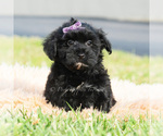 Small Photo #7 Maltipoo (Toy) Puppy For Sale in WARSAW, IN, USA
