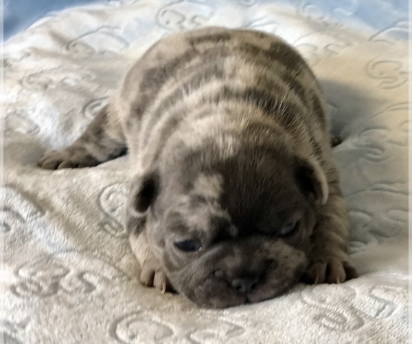 Medium Photo #2 French Bulldog Puppy For Sale in BUCKS BAR, CA, USA