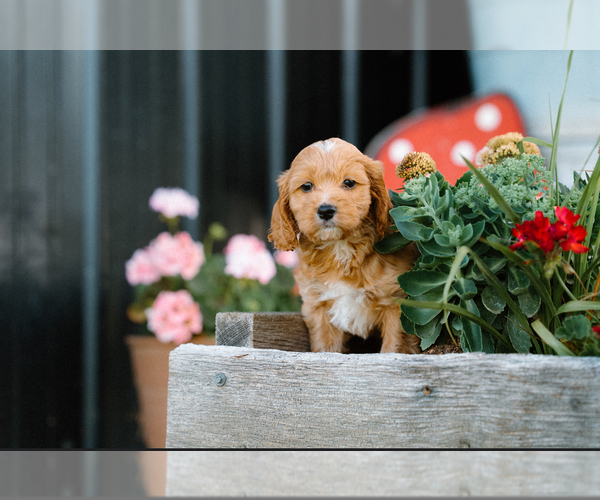 Medium Photo #1 Cockapoo (Miniature) Puppy For Sale in CHRISTIANA, TN, USA