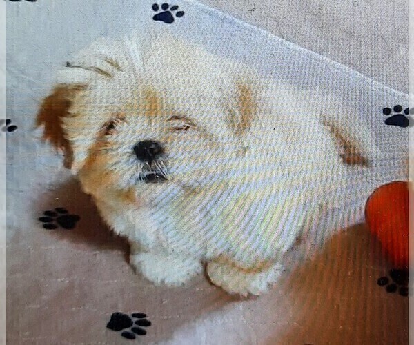 Medium Photo #3 Lhasa Apso Puppy For Sale in N TARRYTOWN, NY, USA