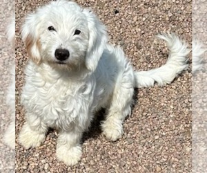 Medium Miniature Bernedoodle