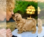 Small Photo #12 Shih Tzu Puppy For Sale in BUFORD, GA, USA