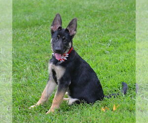 Medium German Shepherd Dog