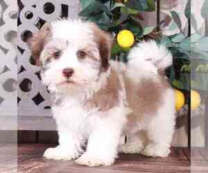 Havanese Puppy for sale in MOUNT VERNON, OH, USA