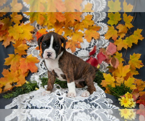 Medium Photo #22 Boxer Puppy For Sale in SHILOH, OH, USA