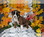 Small Photo #22 Boxer Puppy For Sale in SHILOH, OH, USA
