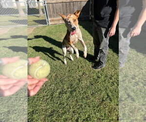 Ares - Male Mutt Dog for Adoption - Photo #2