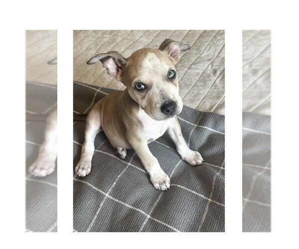 Medium Photo #1 Boxer-Unknown Mix Puppy For Sale in Mooresville, NC, USA