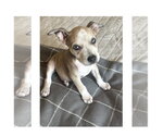 Small Boxer Mix