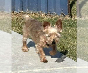 Mutt Dogs for adoption in Boonton, NJ, USA