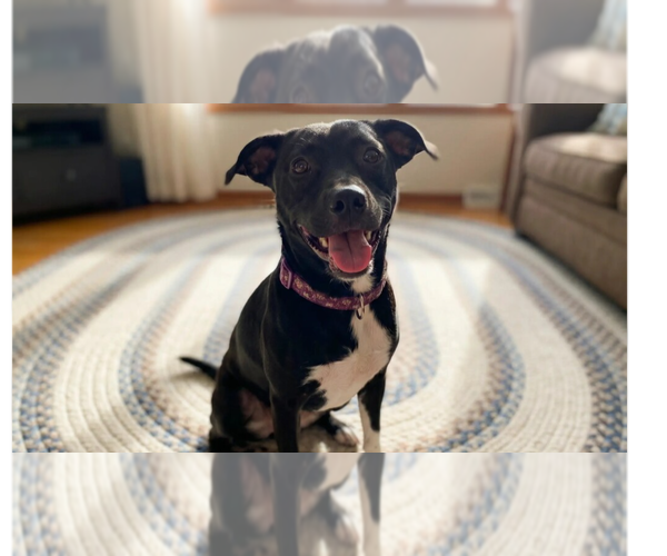 Medium Photo #2 Borador Puppy For Sale in Grovertown, IN, USA