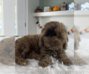 Cockapoo Puppy for sale in INDIANAPOLIS, IN, USA