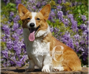 Mother of the Pembroke Welsh Corgi puppies born on 02/10/2024