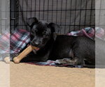 Small #3 Mutt