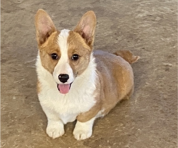 Medium Photo #4 Pembroke Welsh Corgi Puppy For Sale in NATHALIE, VA, USA