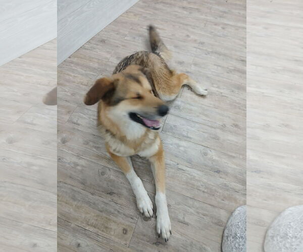 Medium Photo #20 German Shepherd Dog Puppy For Sale in Murfreesboro, NC, USA