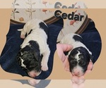 Puppy Cedar Poodle (Standard)