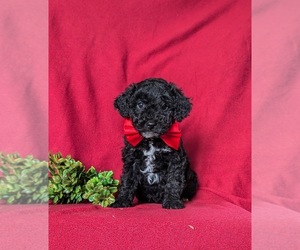 Poodle (Miniature) Puppy for sale in KIRKWOOD, PA, USA