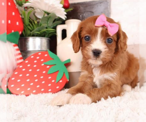 Medium Photo #9 ShihPoo Puppy For Sale in TAMPA, FL, USA