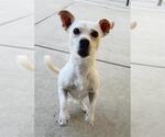*SCOTTY - Male Toxirn Dog for Adoption - Small photo