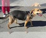 Small #7 German Shepherd Dog Mix