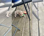 Small #2 Great Dane-Labrador Retriever Mix