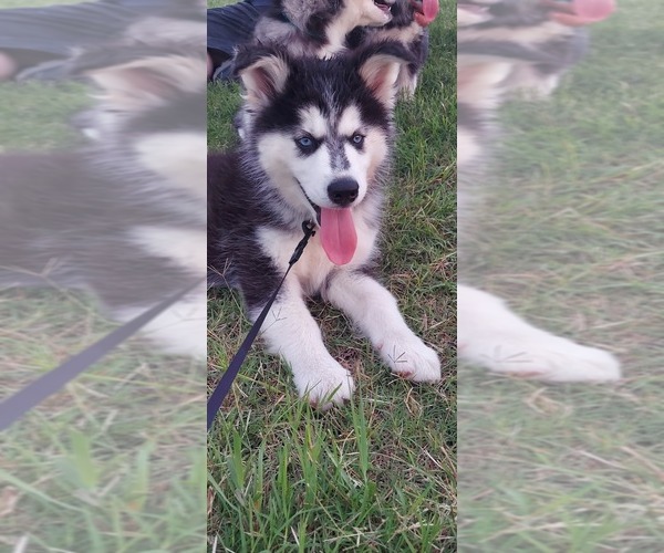 Medium Photo #5 Siberian Husky Puppy For Sale in OLIVE BRANCH, MS, USA