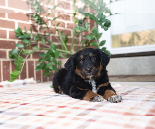 Medium Photo #4 Collie-Unknown Mix Puppy For Sale in Sandy, UT, USA