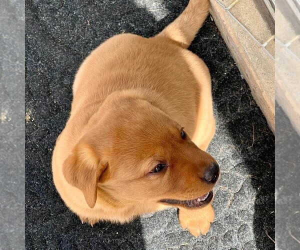 Medium Photo #1 Labrador Retriever Puppy For Sale in MANHEIM, PA, USA