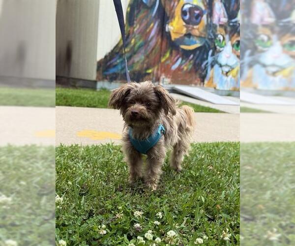 Medium Photo #1 Mutt Puppy For Sale in Sugar Land, TX, USA