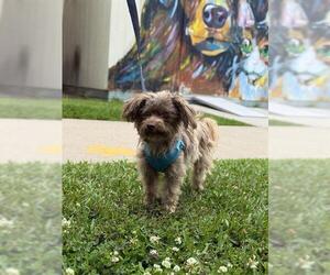 Mutt Dogs for adoption in Sugar Land, TX, USA