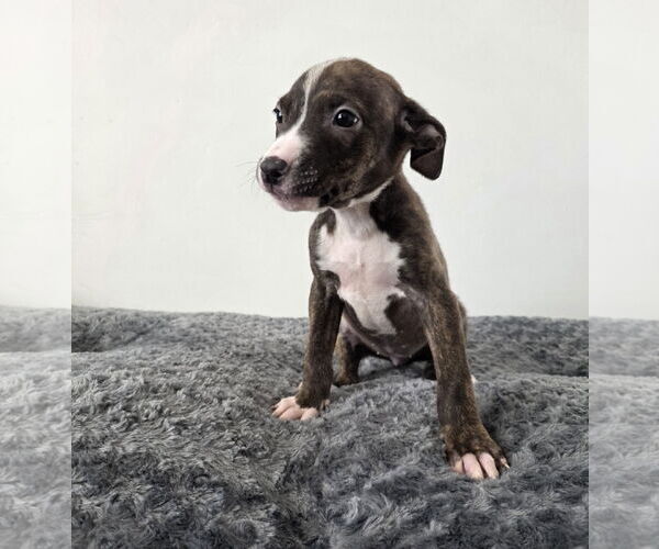 Medium Photo #2 American Pit Bull Terrier Puppy For Sale in MIDWAY, UT, USA