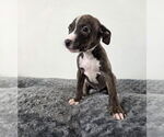 Small #1 American Pit Bull Terrier