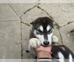 Small #3 Alaskan Malamute