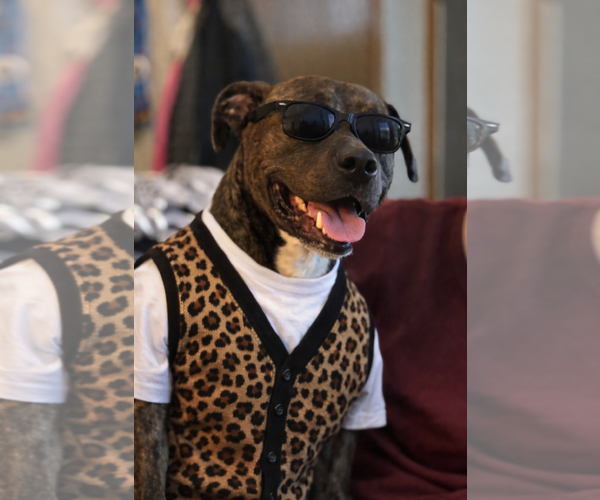 Medium Photo #2 Mutt Puppy For Sale in Farmington, MN, USA