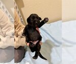Small Photo #2 German Wirehaired Pointer-Unknown Mix Puppy For Sale in Duluth, MN, USA