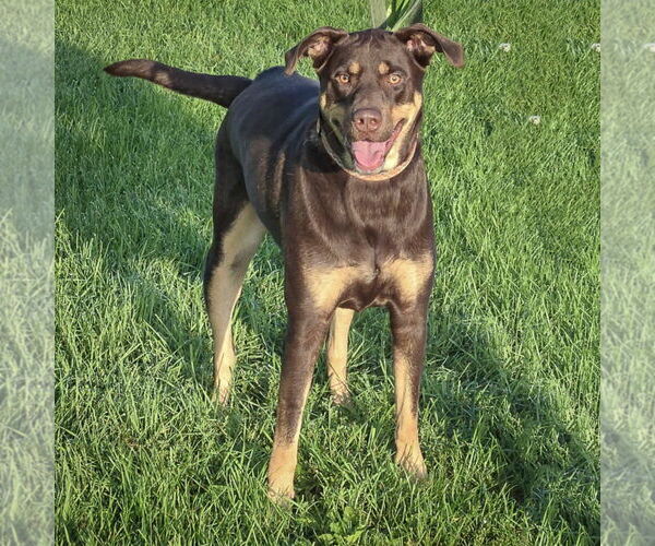 Medium Photo #2 Doberman Pinscher Puppy For Sale in Huntley, IL, USA