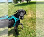 Small #3 Great Dane