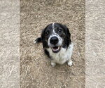 Small Brittany Mix