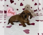 Small #1 Dachshund