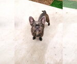 Small #1 French Tzu