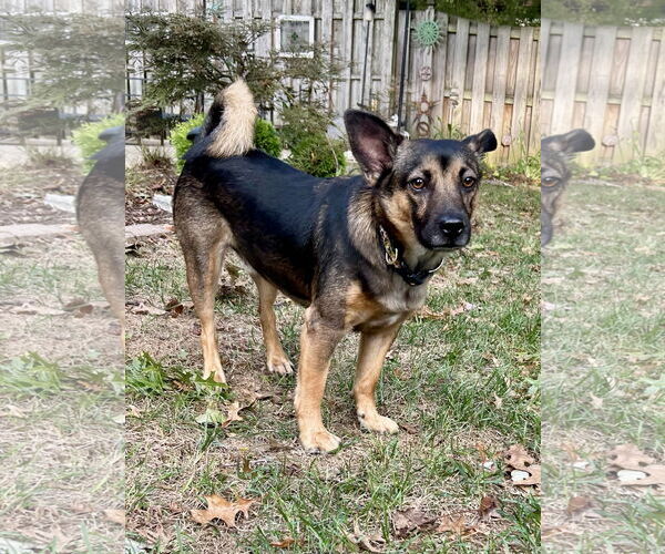Medium Photo #2 Norwegian Elkhound-Unknown Mix Puppy For Sale in Plainfield, IL, USA