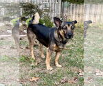 Small #1 Norwegian Elkhound Mix