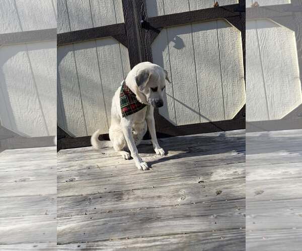 Medium Photo #6 Anatolian Shepherd-Labrador Retriever Mix Puppy For Sale in Scottsboro, AL, USA