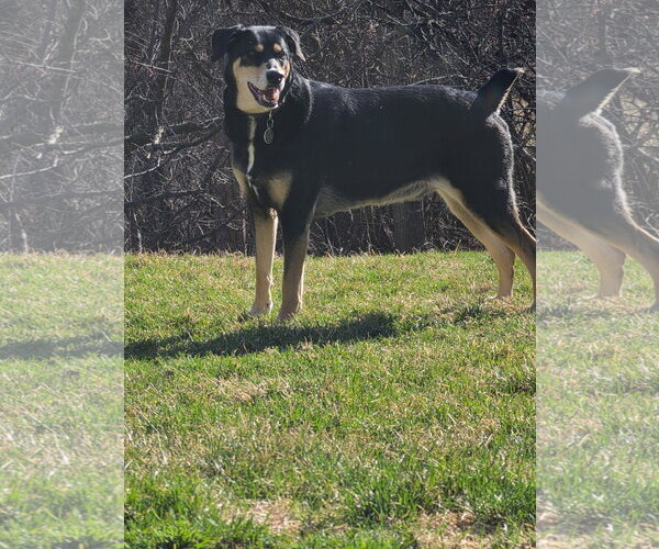 Medium Photo #2 Doberman Pinscher-Siberian Husky Mix Puppy For Sale in Minneaoplis, MN, USA